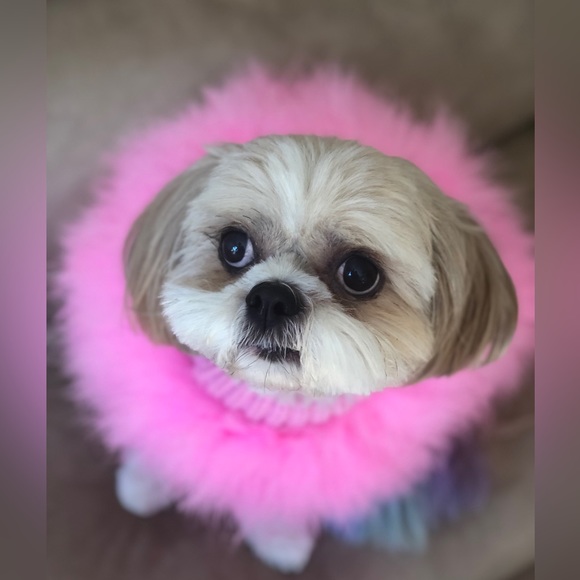 Going live! With special pup guests Mister Man and Floof Boi - Picture 2 of 9